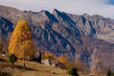 20071102_123550 Betulla autunnale.jpg